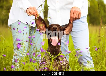 Ein liebevolles Ehepaar, das an langen Ohren einen schönen, glücklichen Drathaar-Hund hält. Ein lustiger Welpe lächelt auf einer grünen Wiese inmitten eines lila blühenden wi Stockfoto