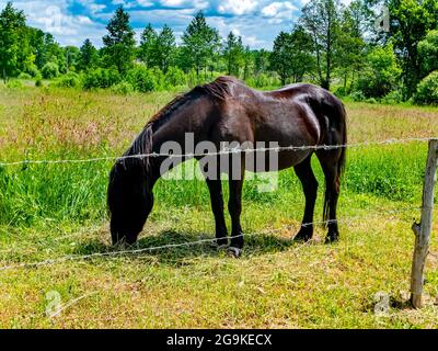 Schwarzes Pferd frisst grünes Gras auf der Weide. Stockfoto
