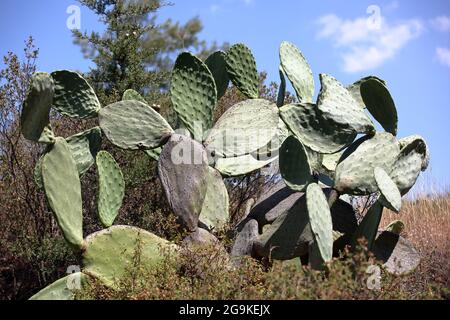 Kaktusbirne, auch Indische Feige opuntia, Kaktusbirne und spinloser Kaktus genannt, im lateinischen Opuntia ficus-indica Stockfoto