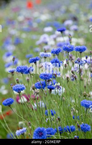 Centaurea Cyanus. Kornblume Wildblumenwiese in einem englischen Garten Stockfoto