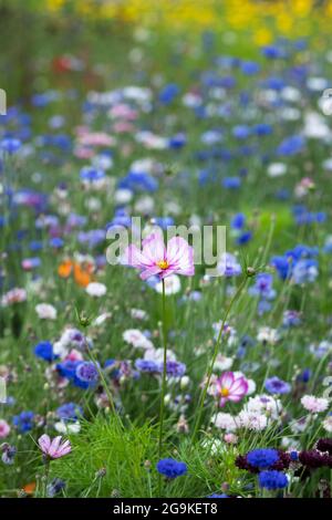 Cosmos bipinnatus blüht zwischen Kornblumen in einem englischen Wildblumengarten Stockfoto