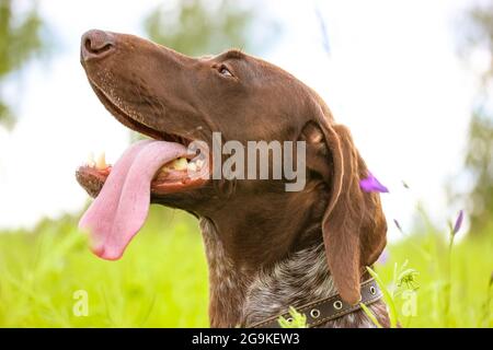 Ein schöner glücklicher Drathaar Hund im Profil auf einer grünen Wiese im Sommer. Ein deutscher Hardhaired-Hund. Eine große Rasse von Jagdhund mit Zunge hängen ou Stockfoto