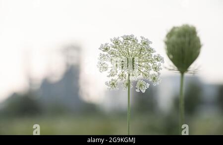 Dortmund, Deutschland. Juli 2021. Blüten auf einer Wiese stehen vor der Silhouette des ehemaligen Hochofens des Stahlwerks Phoenix West. Quelle: Bernd Thissen/dpa/Alamy Live News Stockfoto