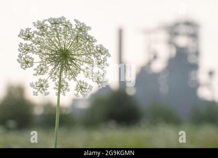 Dortmund, Deutschland. Juli 2021. Eine Blüte auf einer Wiese wird gegen den ehemaligen Hochofen des Stahlwerks Phoenix West silhouettiert. Quelle: Bernd Thissen/dpa/Alamy Live News Stockfoto