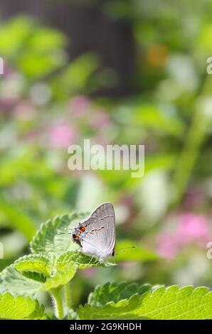 Grey Hairstreak Butterfly - Strymon melinus auf Lantana Blatt Stockfoto