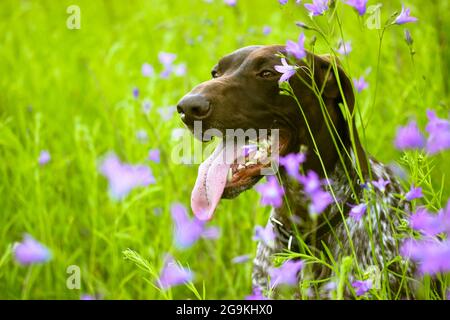 Ein schöner glücklicher Drathaar-Hund auf einer grünen Wiese inmitten von lila Wildblumen, die im Sommer blühen. Ein deutscher Hardhaired-Hund. Eine große Rasse von Jagdhund Stockfoto