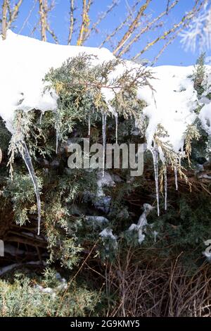 Wunderbare Eiszapfen, die im Winter am Ast eines Nadelbaums im Garten hängen Stockfoto