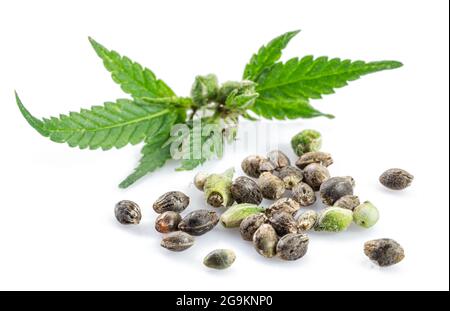 Cannabisblätter und Samen isoliert auf weißem Hintergrund. Nahaufnahme. Stockfoto
