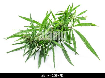 Oberseite der medizinischen blühenden Cannabispflanze, isoliert auf weißem Hintergrund. Nahaufnahme. Stockfoto