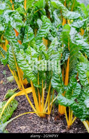 Beta vulgaris Unterart cicla Chard 'bright yellow'. Mangold, Regenbogenschard oder Schweizer Mangold, der in einem Bett wächst Stockfoto