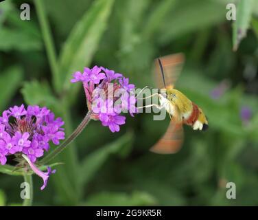 Hemaris thysbe, die Kolibri-Karauchfalter der Familie Sphingidae (Falkmotten) saugt den Nektar aus der Blüte, blühende Blüte von Asclepias, m Stockfoto