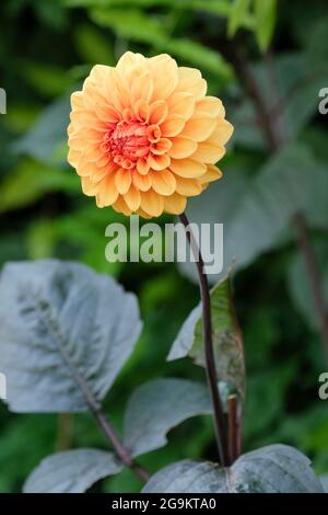 Orangefarbene Blume der dekorativen Dahlie 'David Howard' auf grünem Hintergrund Stockfoto