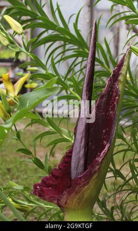 Drachenarum in voller Blüte im Garten im Freien Stockfoto