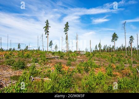 Klare Schnittfläche im Wald Stockfoto