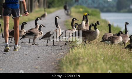 Dortmund, Deutschland. Juli 2021. Kanadagänse überqueren einen Fußweg am Dortmund-Ems-Kanal. Quelle: Bernd Thissen/dpa/Alamy Live News Stockfoto