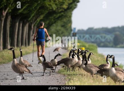 Dortmund, Deutschland. Juli 2021. Kanadagänse überqueren einen Fußweg am Dortmund-Ems-Kanal. Quelle: Bernd Thissen/dpa/Alamy Live News Stockfoto