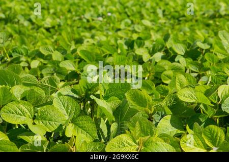 Grünes Blattmuster eines Sojabohnenfeldes Stockfoto