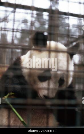 Großer Panda in seinem Gehege im Zoo von Peking, China 1998. Riesiger Pandabär in seinem Gelände im Zoo von Beijng, China 1998. Stockfoto