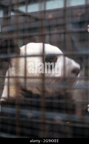 Großer Panda in seinem Gehege im Zoo von Peking, China 1998. Riesiger Pandabär in seinem Gelände im Zoo von Beijng, China 1998. Stockfoto