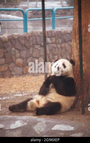 Großer Panda in seinem Gehege im Zoo von Peking, China 1998. Riesiger Pandabär in seinem Gelände im Zoo von Beijng, China 1998. Stockfoto