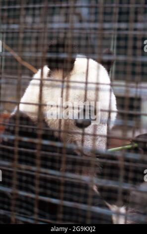 Großer Panda in seinem Gehege im Zoo von Peking, China 1998. Riesiger Pandabär in seinem Gelände im Zoo von Beijng, China 1998. Stockfoto