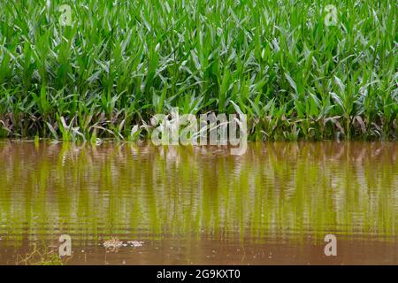 Überflutetes Maisfeld nach starkem Regen im Sommer Stockfoto