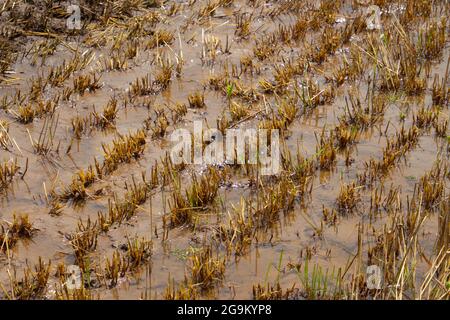 Geerntetes Weizenfeld überflutet nach starkem Regen im Sommer Stockfoto