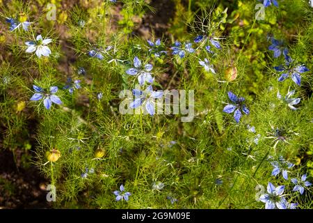 Blaue Blüten des Schwarzkümmel, Nigella sativa oder Schwarzkuemmel Stockfoto