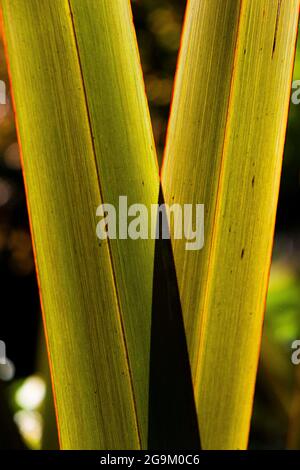Die Blätter einer Phormium-Bronze-Kriegerin phormium-tenax purpureum Neuseeland Flachspflanze. Stockfoto