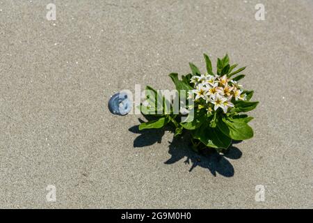Hoch angesetzt von frischen Argusia sibirica Blumen auf dem Sand Stockfoto