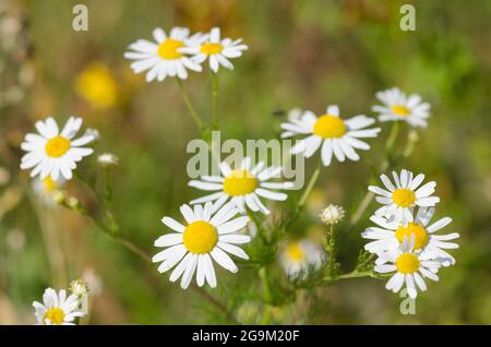 Matricaria chamomilla, Blumen, die als Wildkamille oder Mayweed bekannt sind, Deutschland, Europa Stockfoto