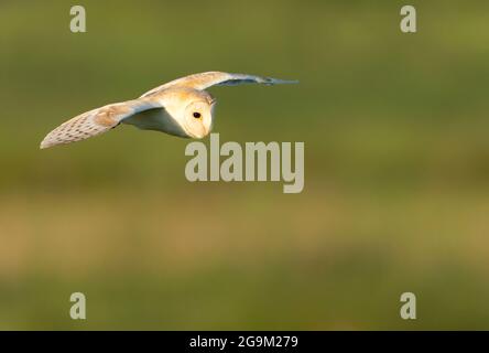 Eine wilde Scheune Owl (Tyto alba) im Flug, Norfolk Stockfoto