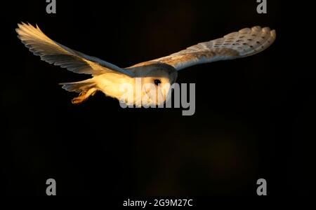 Eine wilde Scheune Owl (Tyto alba) im Flug bei Sonnenuntergang, Norfolk Stockfoto