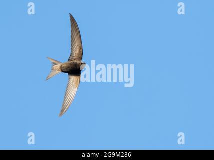Ein Swift (Apus apus), der Insekten vor einem tiefblauen Himmel jagt, Norfolk Stockfoto