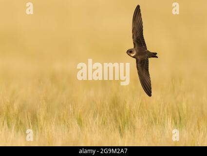 Ein Sand Martin (Delichon urbicum), der Insekten auf einem frisch geschnittenen Feld, Norfolk, jagt Stockfoto