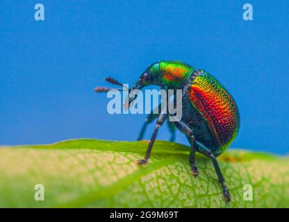Blätterkäfer, Byctiscus betulae Käfer auf einem Blatt in ungewöhnlicher Pose, glänzend farbener Käfer Stockfoto
