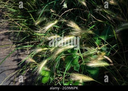 Maus Gerste wächst von hedgerow. uk Stockfoto