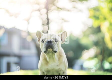 Schmal Fokus einer niedlichen Französisch Bulldog auf dem Gras mit sonnigen unscharfen Hintergrund liegen Stockfoto