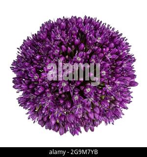Draufsicht auf die lila Riesenzwiebelblume, auch Allium giganteum genannt. Stockfoto