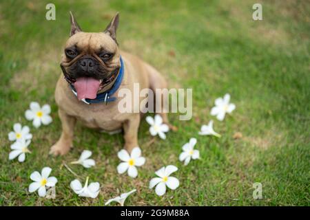 Der schallende Fokus eines niedlichen französischen Bulldoggen, der seine Zunge mit weißen Blumen auf dem Gras ausstreckt Stockfoto