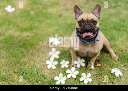 Der schallende Fokus eines niedlichen französischen Bulldoggen, der seine Zunge mit weißen Blumen auf dem Gras ausstreckt Stockfoto