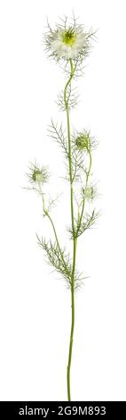 Seitenansicht der Liebe in einem Nebel aka Nigella Blume. Weiße Blume mit grünen krauses Blättern auf einem Stiel. Isoliert auf weißem Hintergrund. Stockfoto