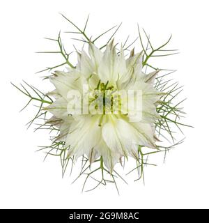 Draufsicht auf Love in a Mist aka Nigella Flower. Weiße Blume mit grünen krauses Blättern. Isoliert auf weißem Hintergrund. Stockfoto