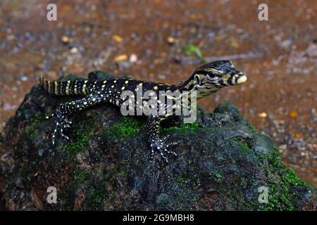 Baby Reptil varanus salvadori auf dem Felsen Stockfoto