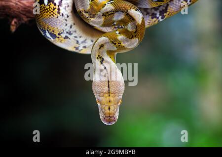 Kopf Python Schlange Nahaufnahme auf natürlichen Hintergrund Stockfoto