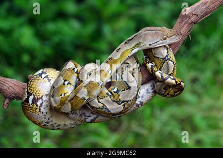 Python-Schlangen leben in Baumstämmen Stockfoto