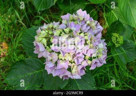 Lanhydrock Estate, 160721 Stockfoto