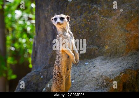 Alert Erdmännchen, auch bekannt als Suricata suricatta, die auf der Wache stehen Stockfoto