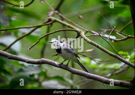 Weiße Bachstelze, auch bekannt als motacilla alba Stockfoto