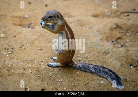 Cape Ground Eichhörnchen oder südafrikanisches Bodenhörnchen Stockfoto